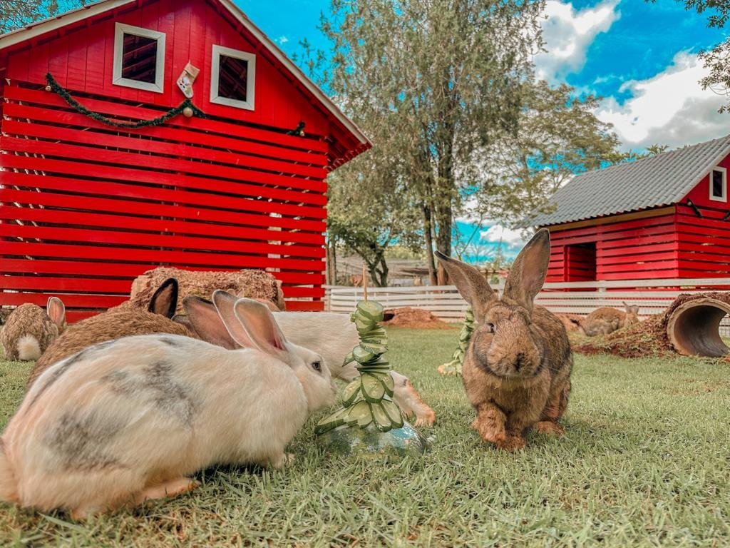 dreams-eco-park-fazendinha-natureza-aves-e-experiencias-interativas