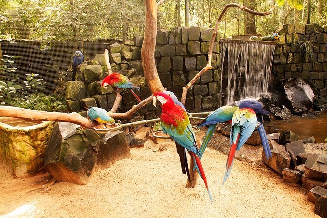 parque-das-aves-em-foz-do-iguacu